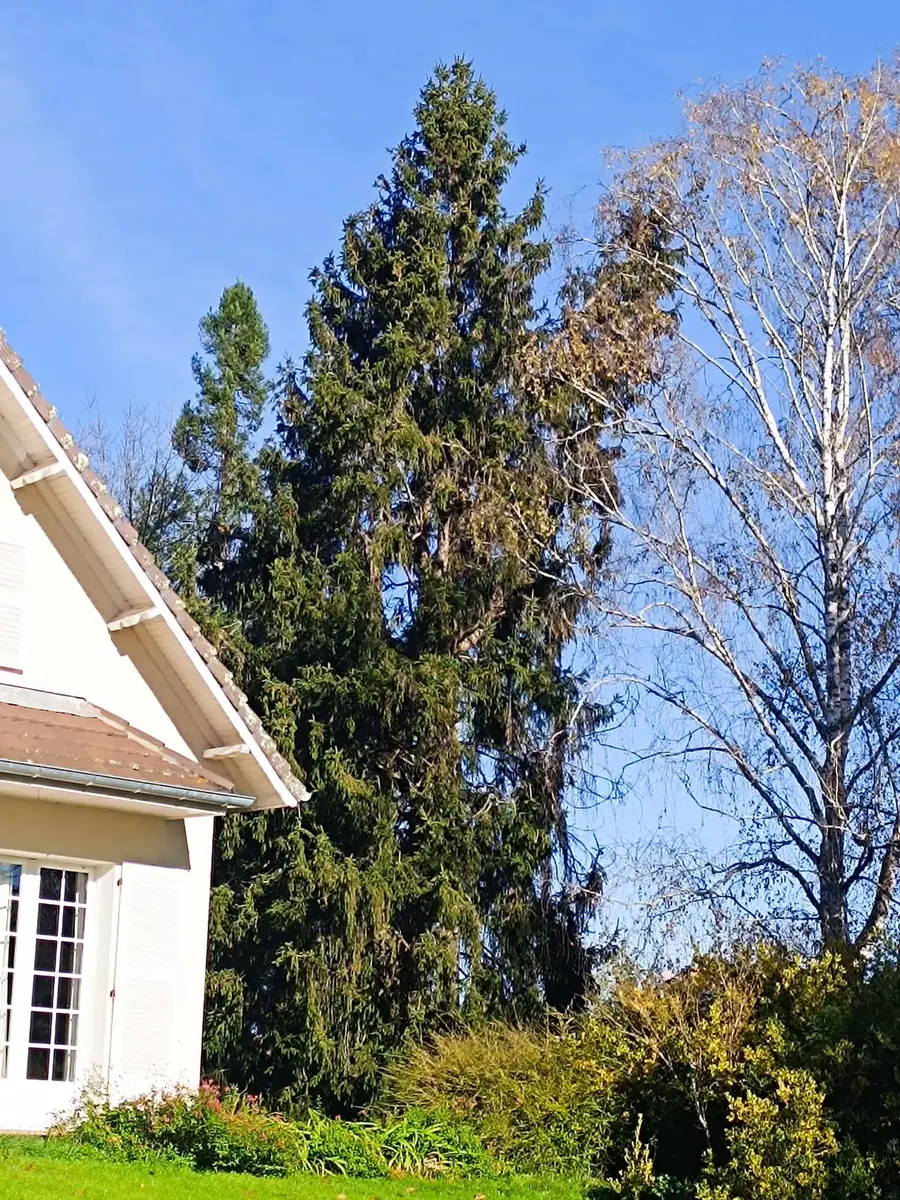 Épicéa dominant une habitation avant intervention à Tarbes